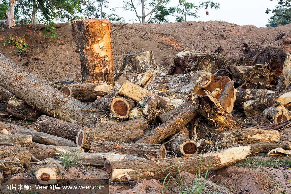 木材板材制造是否会导致森林砍伐 木材板材制造是否会导致森林砍伐