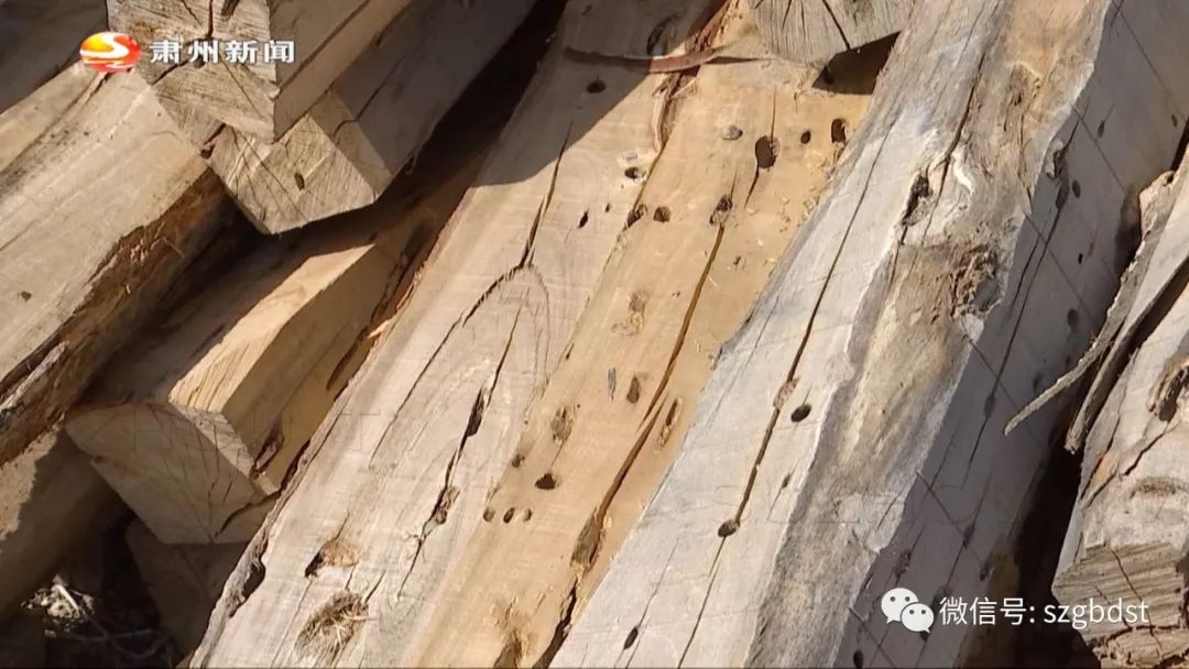 如何识别木材板材已经受到了虫害